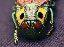 小馬丁蟲 小馬丁蟲