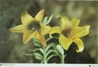 黃綠花滇百合 黃綠花滇百合