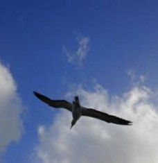 孤雁歸來 孤雁歸來