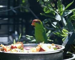 虹膜吸蜜鸚鵡東帝汶島亞種 虹膜吸蜜鸚鵡東帝汶島亞種