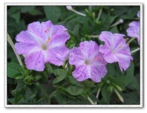 羊屎條花 羊屎條花