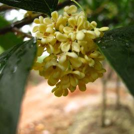 金滿堂桂 金滿堂桂