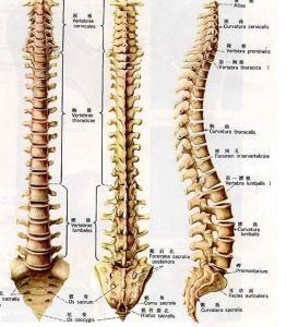 強制性脊椎炎 強制性脊椎炎