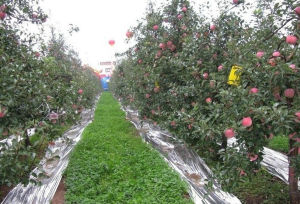 蘋果園[深圳小區]