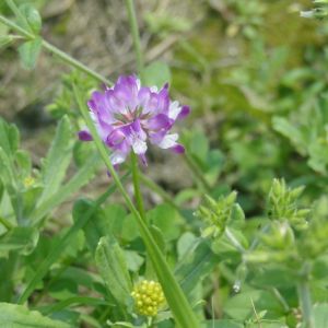 傘花黃耆 傘花黃耆