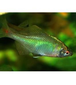 小南乳魚 小南乳魚