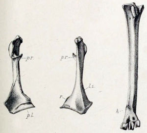 模里西斯夜蒼鷺