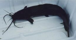 鈍齒胡鯰 鈍齒胡鯰