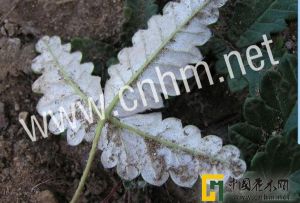 白背委陵菜 白背委陵菜