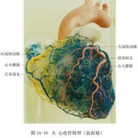 體循環平均充盈壓 體循環平均充盈壓