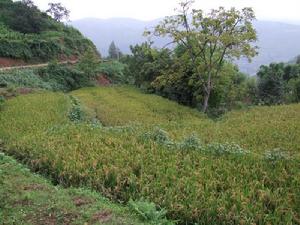 小沖沖村-水稻種植