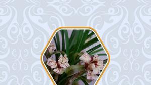 烏蒙牡丹 烏蒙牡丹