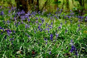 bluebell bluebell