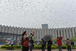 平原博物院 平原博物院
