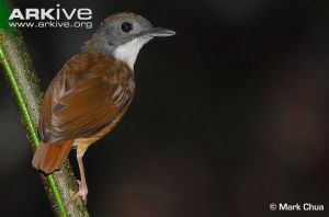 短尾鴉鶥 短尾鴉鶥