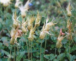 新仙女木 新仙女木