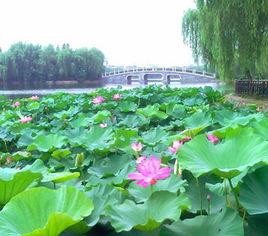 四美塘公園 四美塘公園