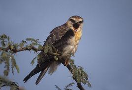 黑翅鳶南方亞種 黑翅鳶南方亞種