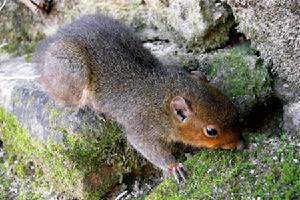 （圖）雲南的赤頰長吻松鼠