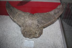 短角水牛，頭骨後部，晚更新世（距今約5萬年前），河南澠池縣。