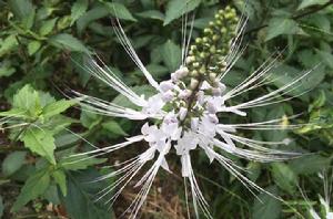 貓須草[管狀花目唇形科植物]