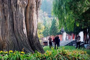 南郭古柏 南郭古柏