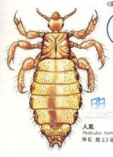 　木虱子結構圖