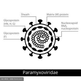 腺病毒科 腺病毒科