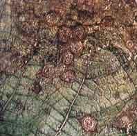 葡萄輪紋病 葡萄輪紋病