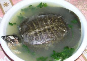 燉甲魚湯