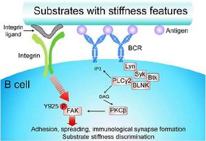 蛋白激酶B 蛋白激酶B