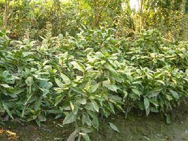 日本桃葉珊瑚 日本桃葉珊瑚