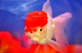 金魚規則 金魚規則