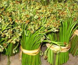 丹鳳蕨菜 丹鳳蕨菜