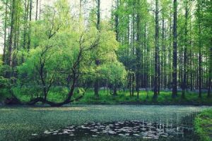 共青國家森林公園