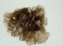 團扇藻屬 團扇藻屬