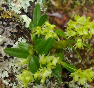 勐海石斛 勐海石斛