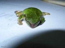 華西雨蛙