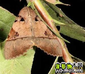 鈴斑翅夜蛾 鈴斑翅夜蛾