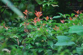 廣東潤楠 廣東潤楠