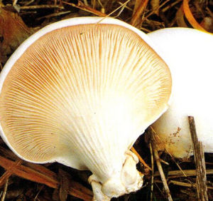 白阿魏蘑 白阿魏蘑