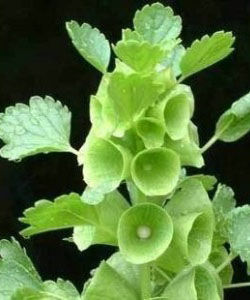 貝殼花[鳳飛飛歌曲]