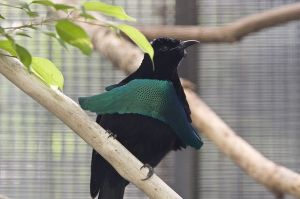 華美極樂鳥 華美極樂鳥