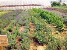 薰衣草莊園[鞏義匯馨薰衣草莊園]