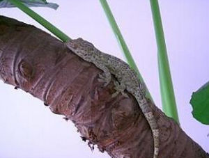 托凱壁虎 托凱壁虎