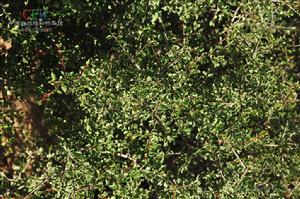 蒙古扁桃 蒙古扁桃