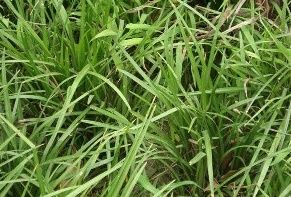 四川早熟禾 四川早熟禾