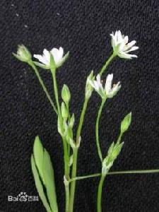 雀舌草[雀舌草]