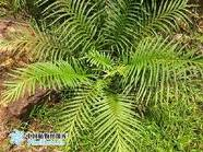 針葉蕨屬