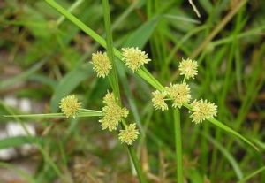 續隨子提取物 續隨子提取物